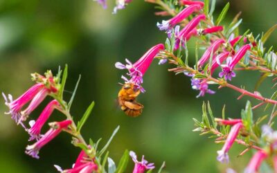 What You Can Do for Our Native Bees